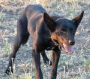 ben-howler-kelpie.jpg