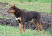 brendon-g-kelpie.jpg