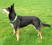 brent-r-kelpie.jpg