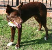 david-m-kelpie.jpg