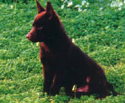 kelpie18.jpg