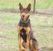 matthew-l-kelpie.jpg