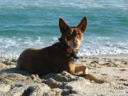 mitch-c-kelpie.jpg
