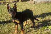 shaun-g-kelpie.jpg