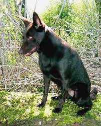 brandon-m-kelpie.jpg