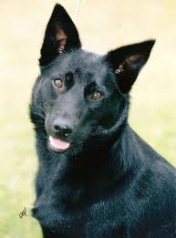 brent-s-kelpie.jpg