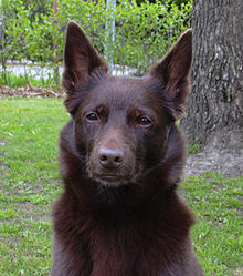 daniel-c-kelpie.jpg