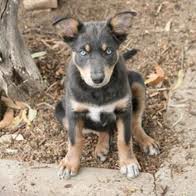 mark-n-kelpie.jpg