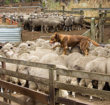 nathan-f-kelpie.jpg