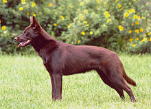 travis-c-kelpie.jpg